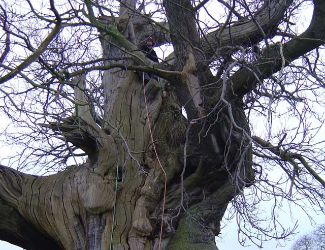 Veteran English Oak trees often part of woodland ecology