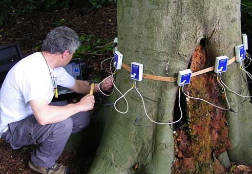 Assessing a large stem cavity in a Beech tree for tree risk