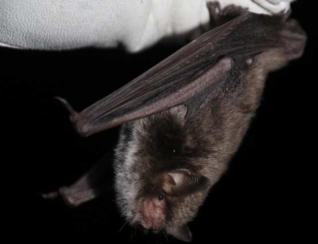 Endangered brown long-eared bat roosting