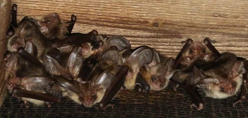 Brown long-eared bat colony roosting in a provided bat box