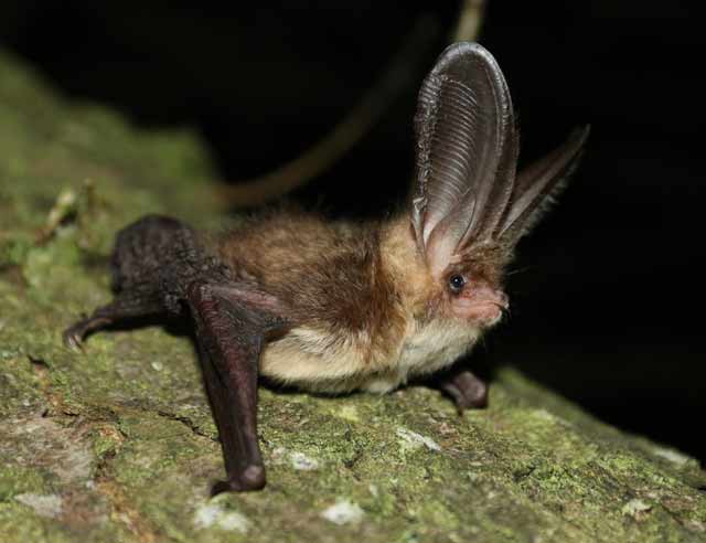 Endangered brown long-eared bat