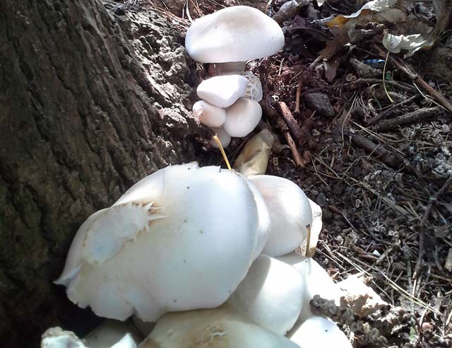 Fungi are part of woodland floor ecology