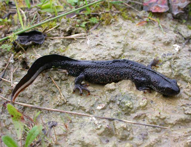 Protected and rare great crested newt