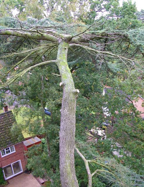 Tree risk to home owners