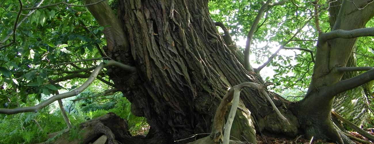 Arboricultural case studies - Blenheim Palace Oxford-Tree Survey
