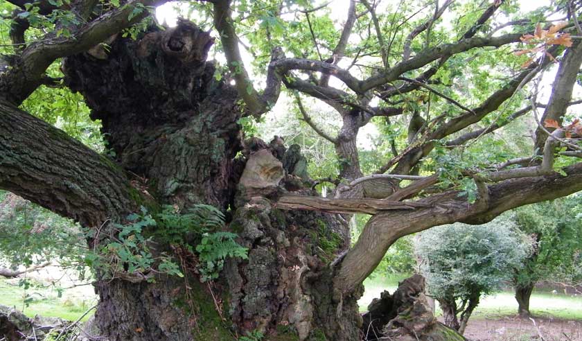 Veteran Oak Tree management-Ancient Tree Forum