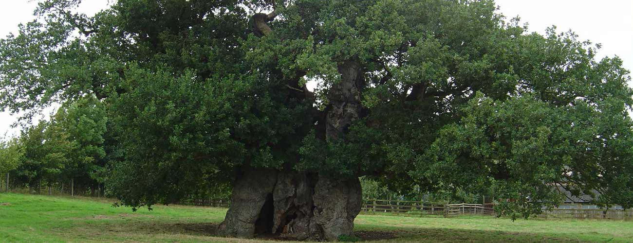 Tree survey and inspections often required on ancient veteran trees
