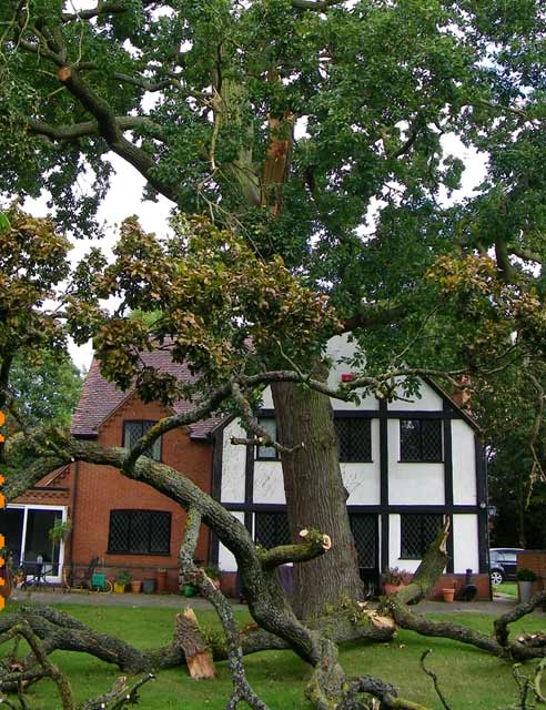 Catastrophic branch failure in Oak tree