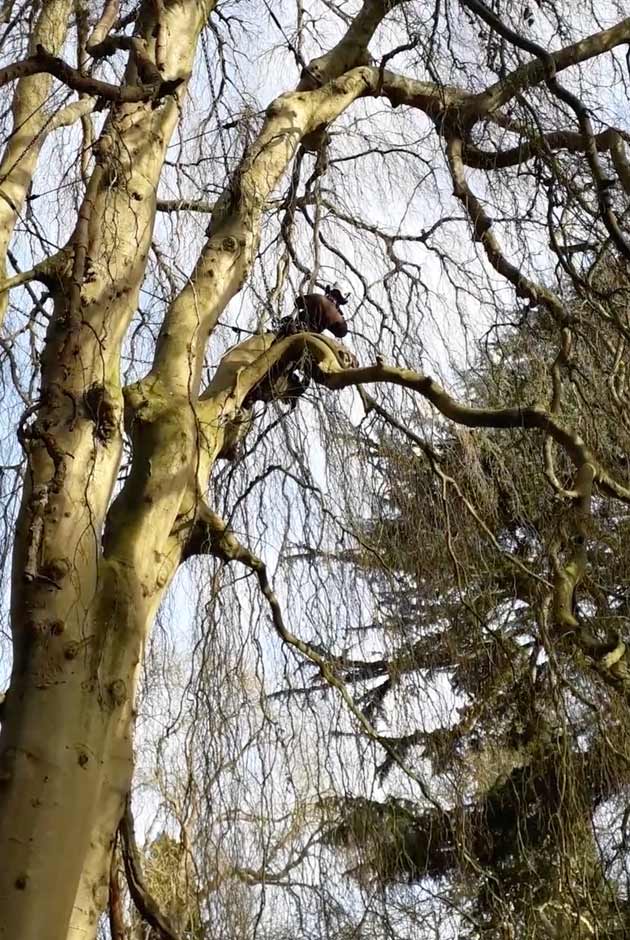 Climbing inspection of a specimen weeping beech tree