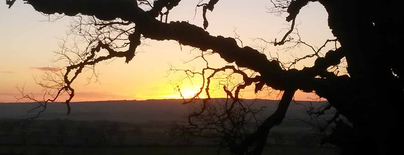 Arboricultural case studies of for road construction through trees and woodland