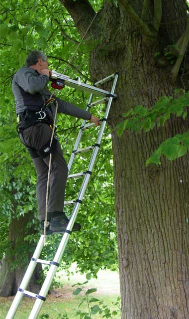 Inspecting testing Boughton House Estate's Lime trees