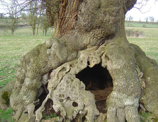 Testing Decay hollow in Veteran tree with the Sonic Tomograph