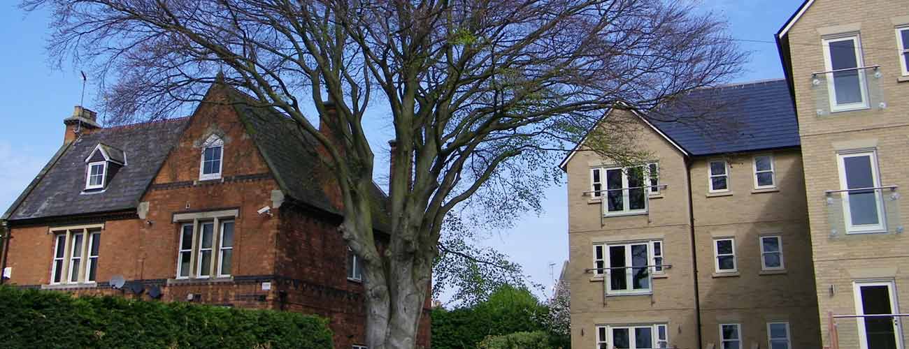 Tree Management for home buyers-planning law and tree risk assessment
