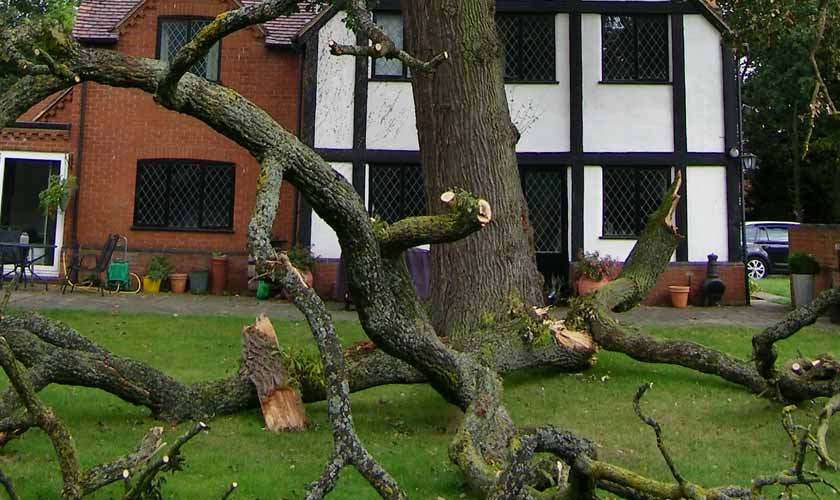 Home buyers and large trees and tree risk to buildings surveys