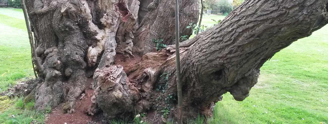 Decay detection testing large specimen trees with the Sonic Tomograph for tree decay