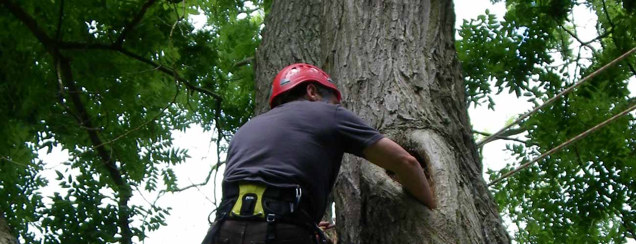 tree risk assessment and tree hazrad prevention