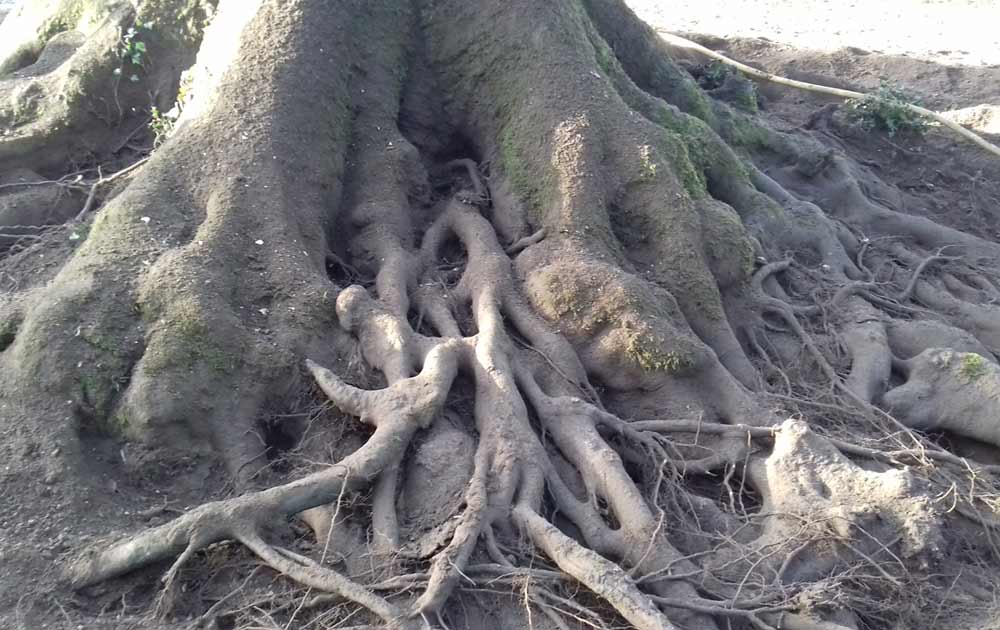 Root system of a tree requiring inspection