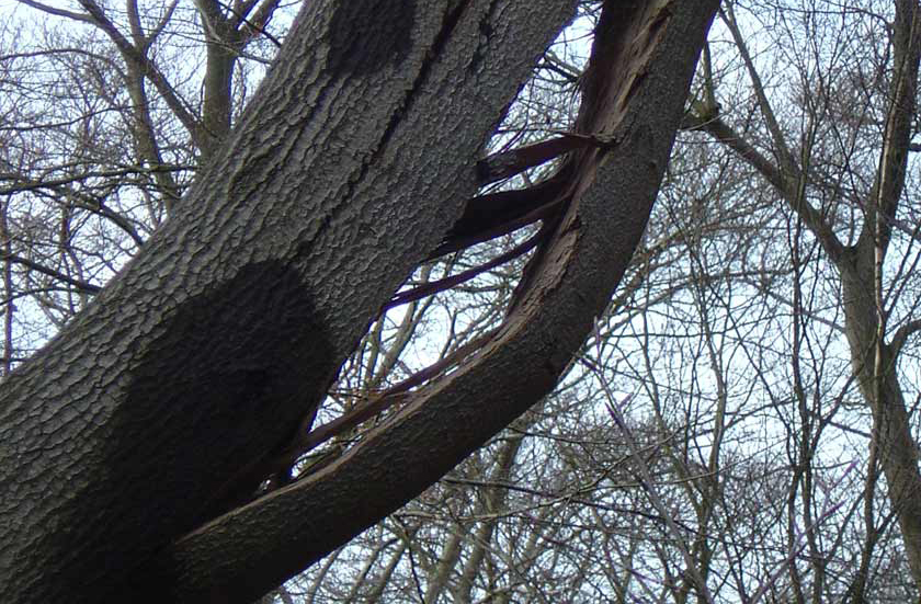 tree risk - Hazard beam crack in branch of beech tree