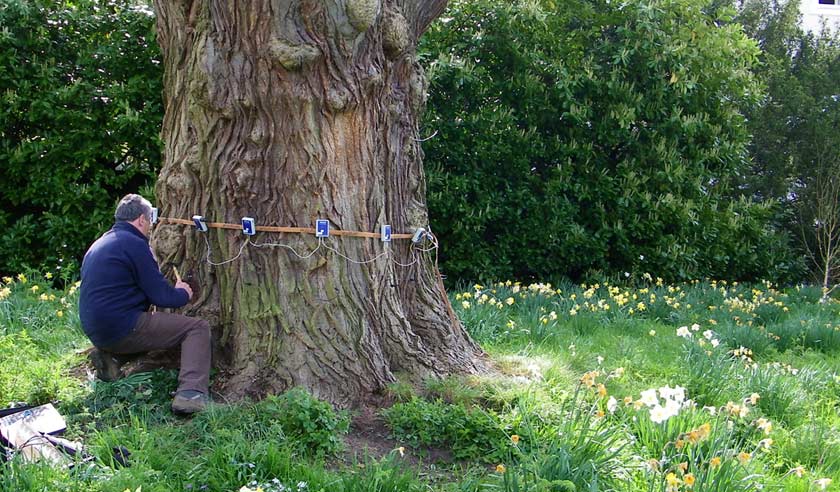 Testing trees using the Sonic Tomograph which is used for testing for decay in trees