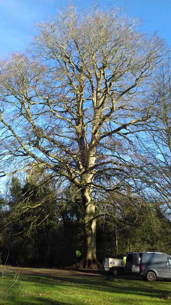 tree with root system requiring inspection