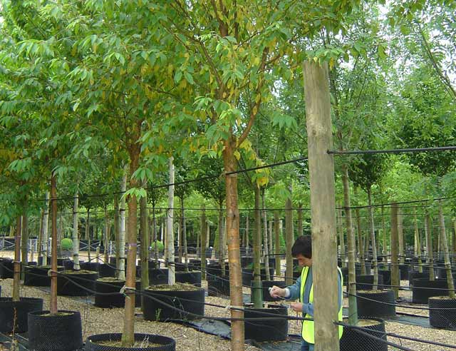 Tree selection in the tree nursery