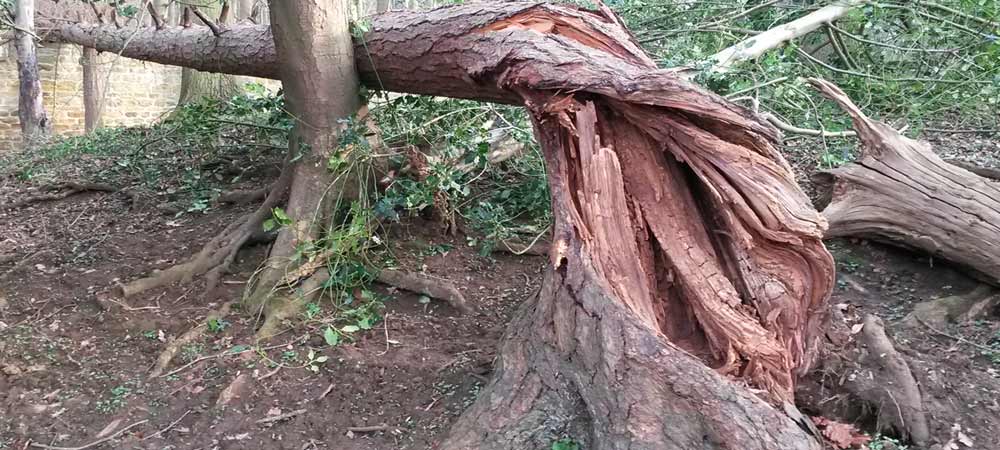 Tree risk assessment-catastrophic system failure caused by fungi