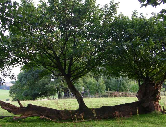 Phoenix tree at Donington Deer Park